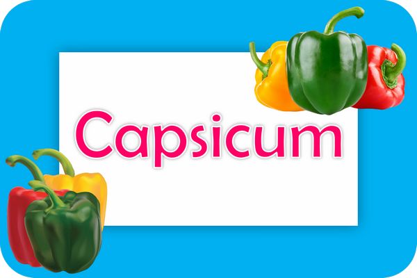 capsicum theme designs