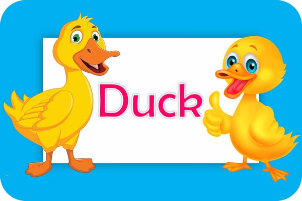 duck theme designs