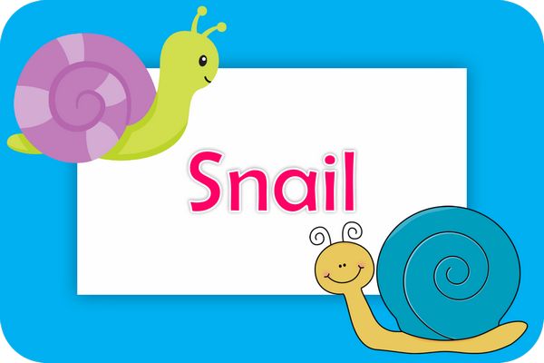 snail theme designs
