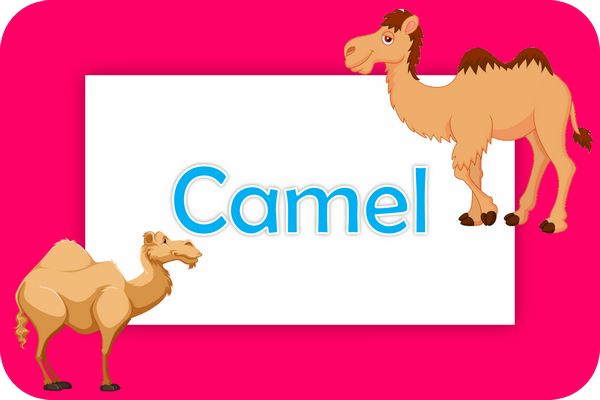camel theme designs