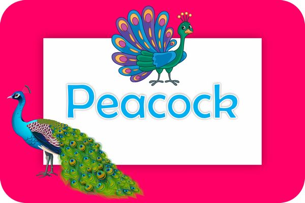 peacock theme designs