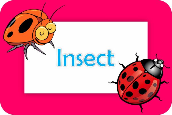 insect theme designs