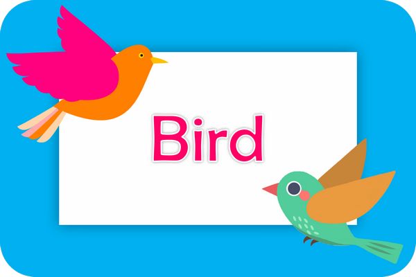 bird theme designs